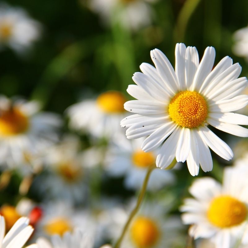 BELIDES
