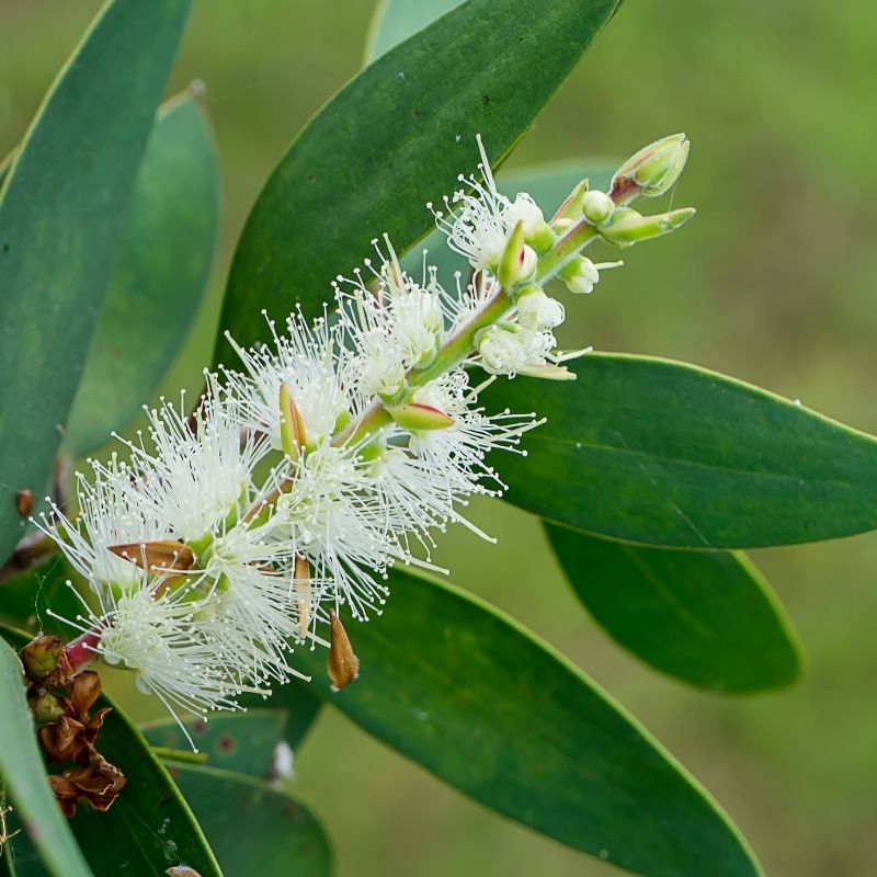 MELALEUCA ALTERNIFOLIA LEAF