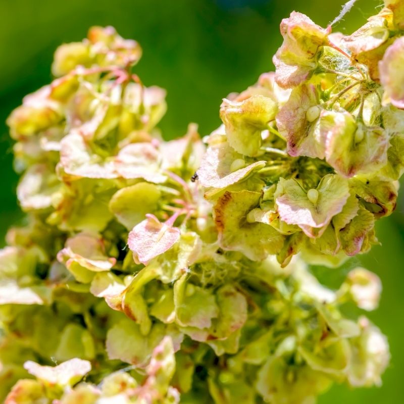 TYROSTAT (RUMEX OCCIDENTALIS)
